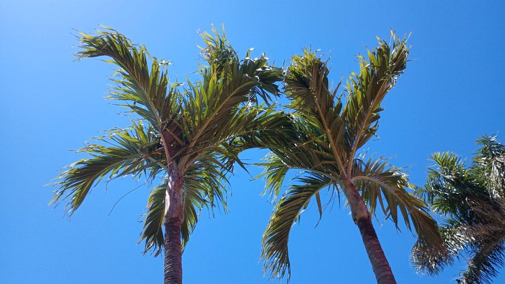 Revitalize your landscape with our Drench Treatment Trees service, providing expert care to ensure healthy and thriving trees. Trust us to enhance the beauty of your outdoor space effectively. for J's Green Team LLC in Fort Myers, FL