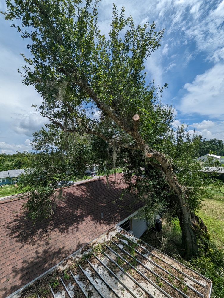 All Photos for Regal Tree Service and Stump Grinding in Wauchula, FL