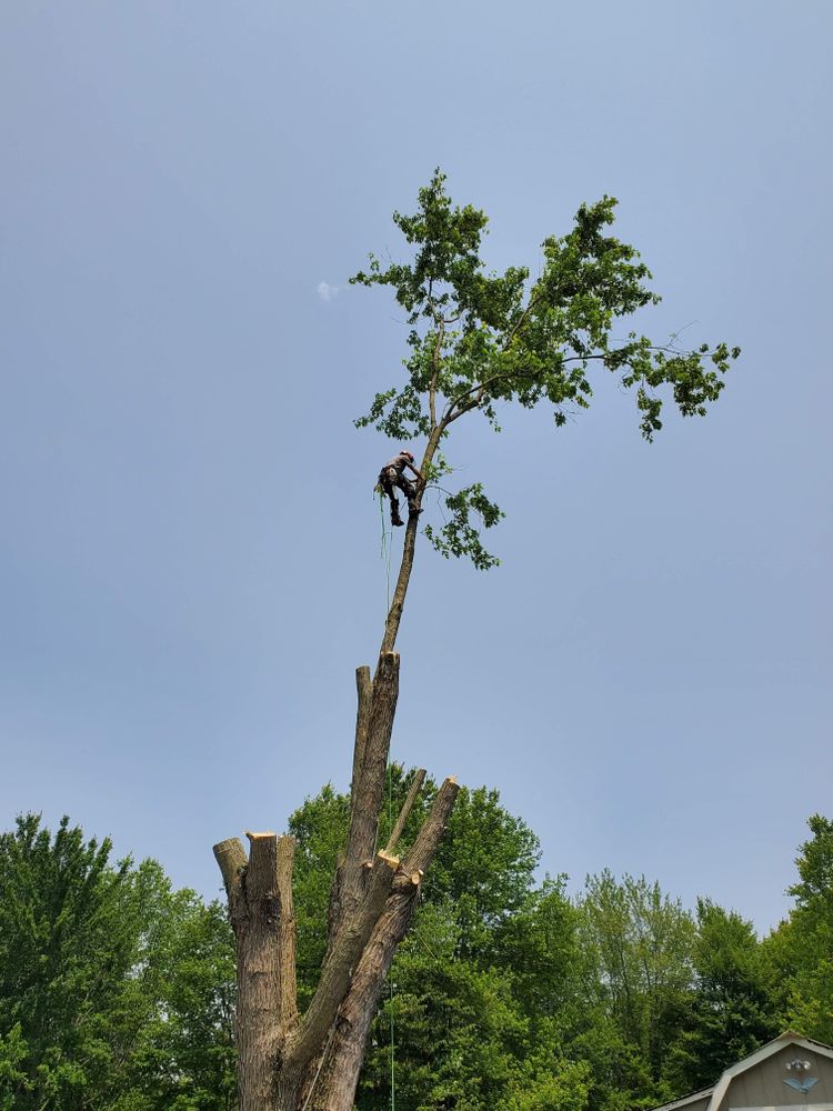 Tree Removal for Anstaetts Tree Service in Batavia, OH