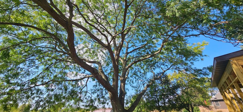 All Photos for Highborn Tree Service in Wheatfield, IN