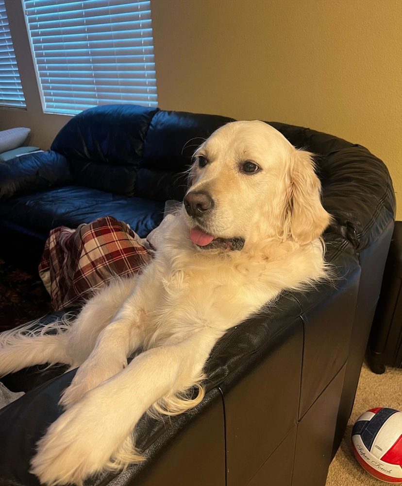 All Photos for Dumbo's Doggy Doors in City of Sammamish, WA
