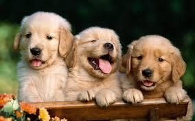 All Photos for Dumbo's Doggy Doors in City of Sammamish, WA