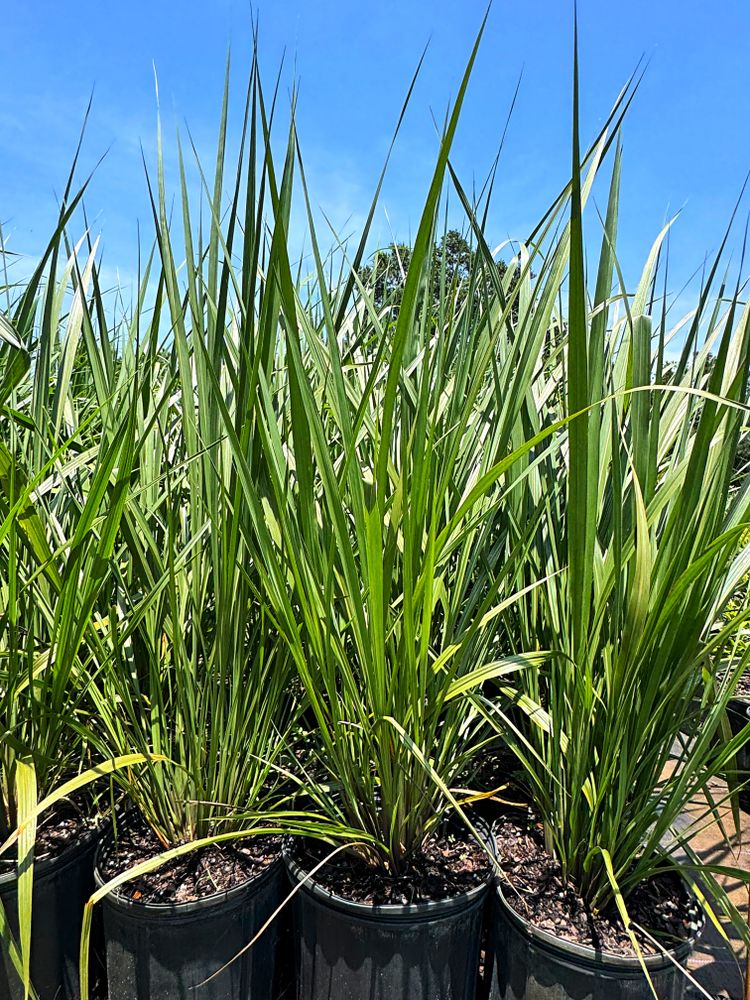 All Photos for Southern Roots Tree Farm in Crystal River, FL