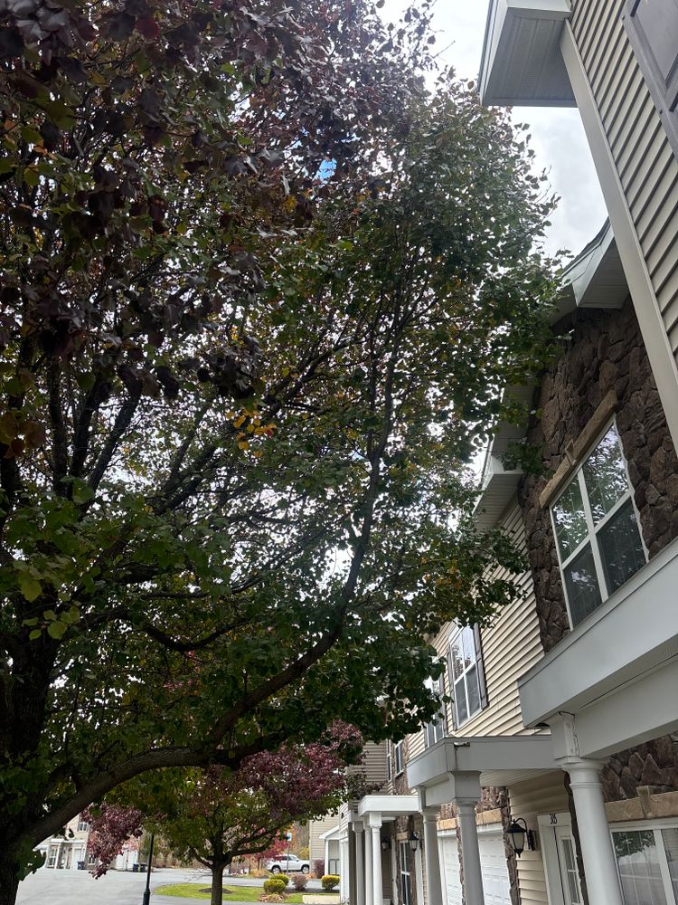 All Photos for T's Trees in Albany, NY