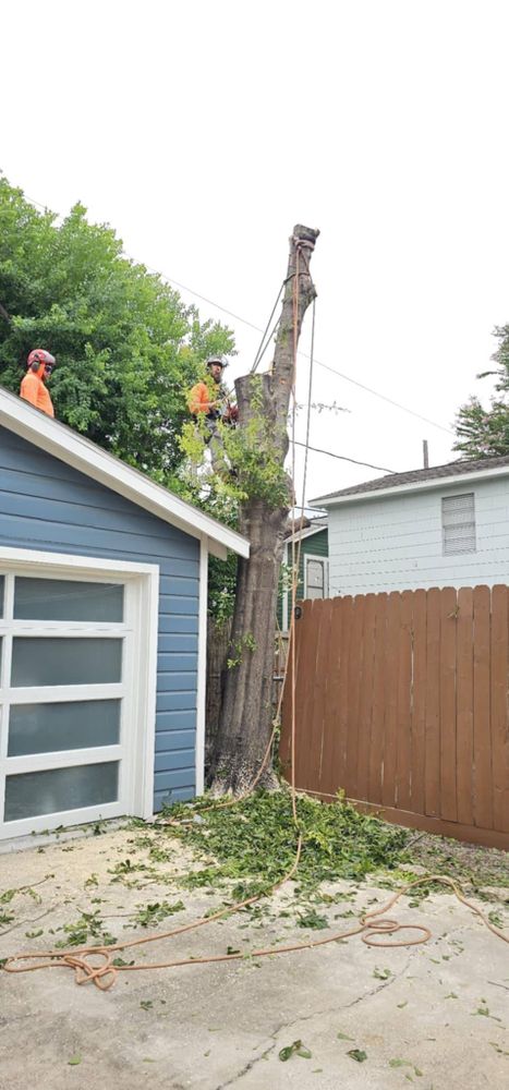 All Photos for Servin's Tree Care  in Houston, TX