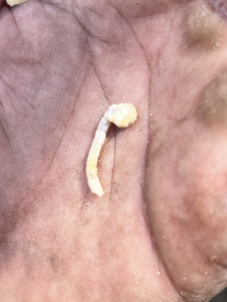 All Photos for Braun Tree Service in Floresville, Texas