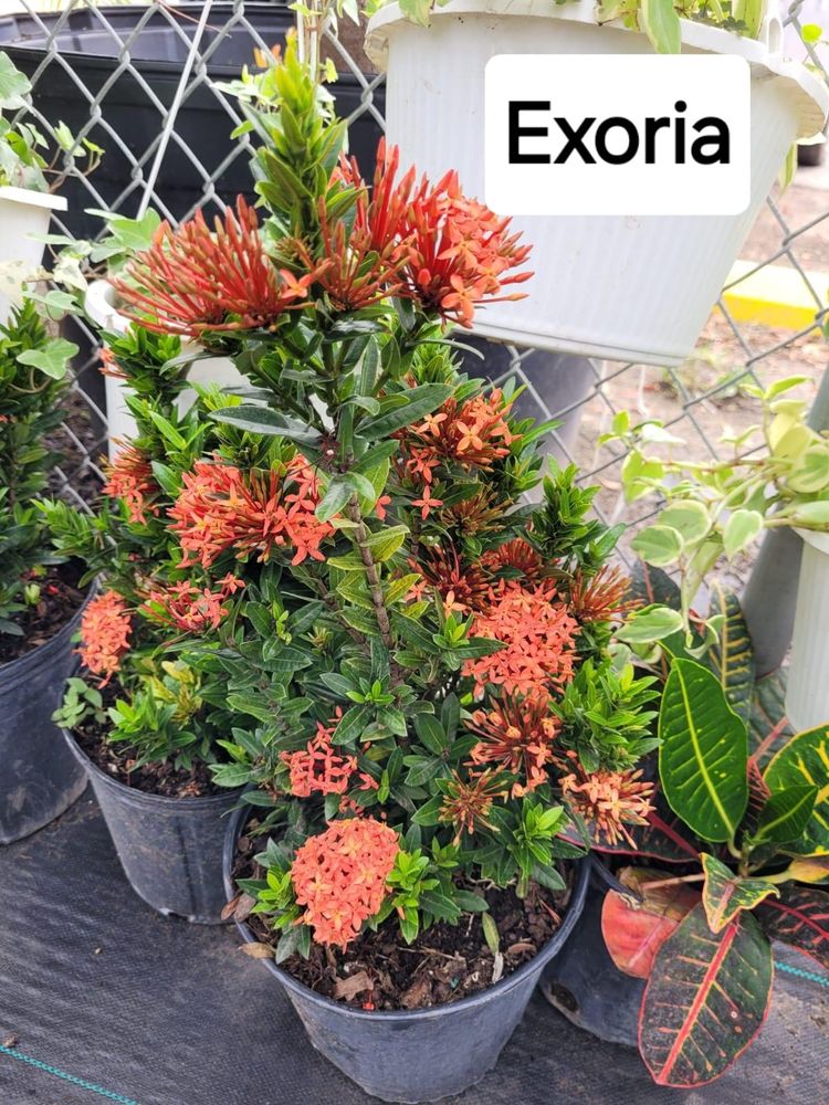 All Photos for CRM Palm & Landscaping in Rockport, TX