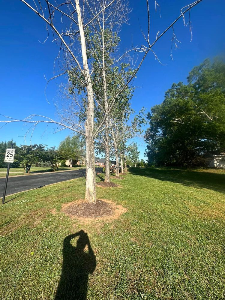 Tree Removal for Moore’s Tree Service in Chesnee, SC