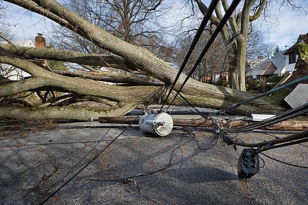 Tree Removal for Tree-B-Gone in Shawano, WI