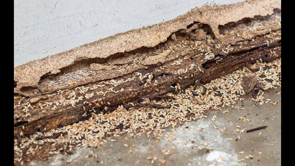 Termite for All-In Pest Control & Home Solutions in Greene County, IN