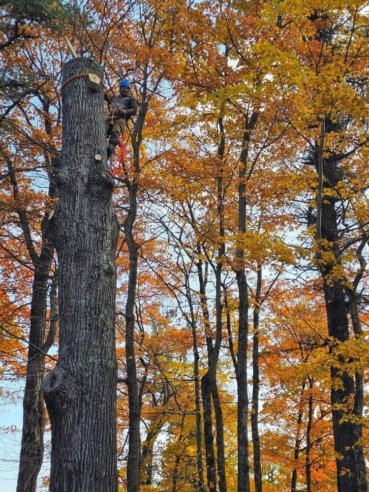 All Photos for Summit Tree Care LLC in Fort Wayne, IN