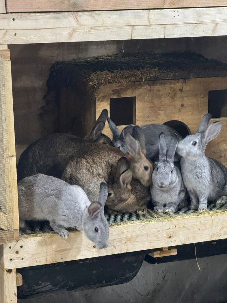 Animal Rescue Service for Sullivan Sanctuary of Maine in Brunswick, ME