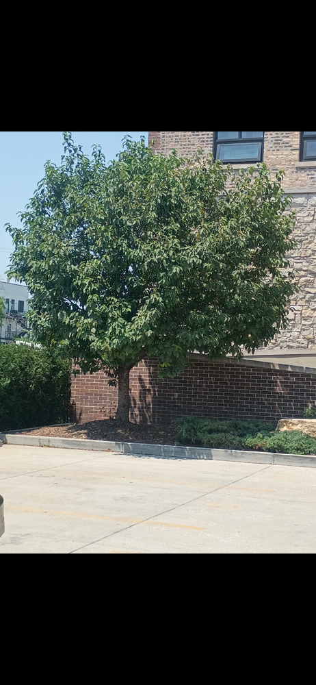 All Photos for Superior Lawn Care & Snow Removal LLC  in Chicago, IL