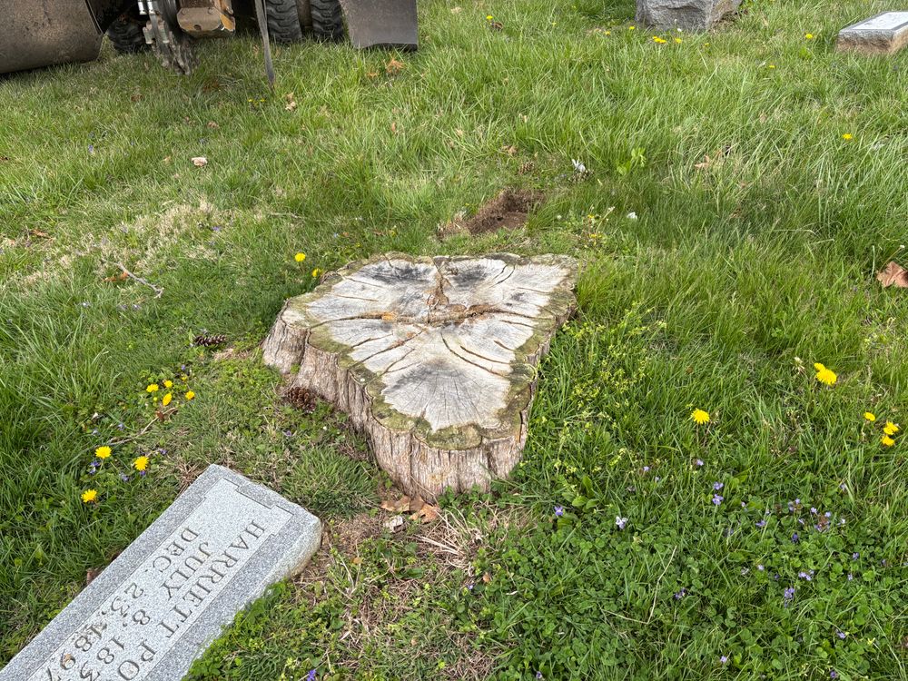 All Photos for Conrad's Stump Removal in Columbus, IN