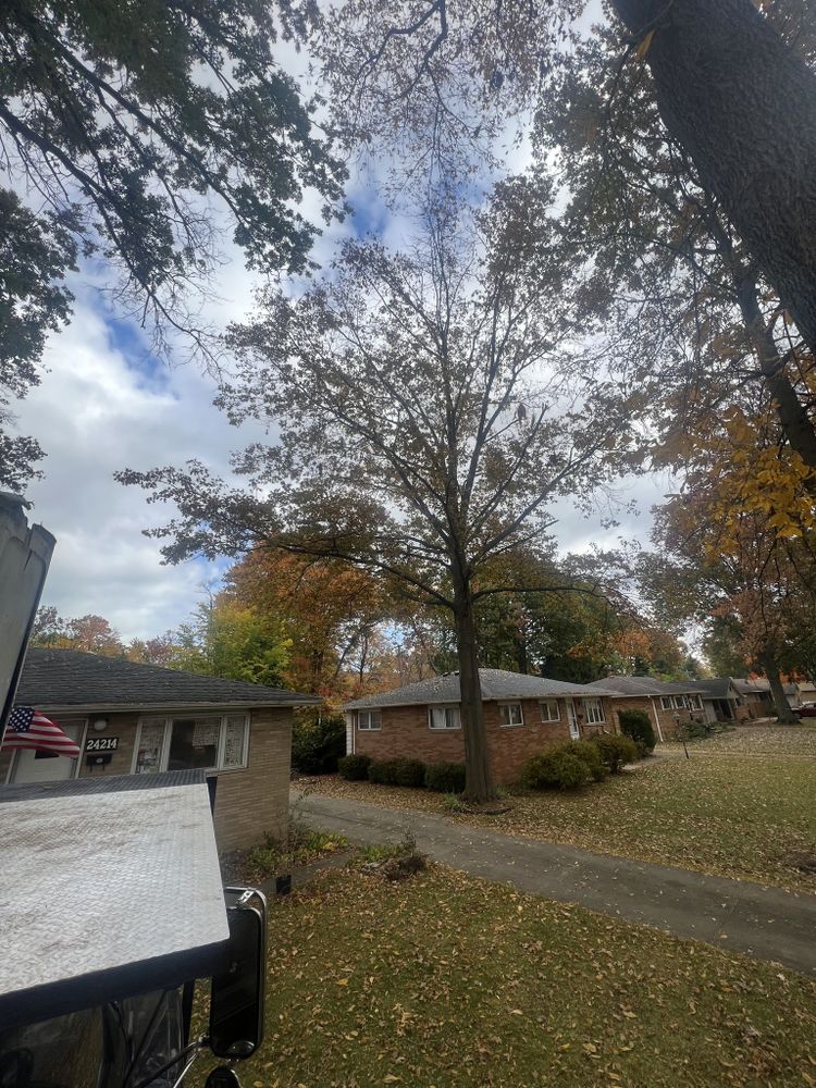 Tree Removal for Down To Earth Tree Service, LLC in Olmsted Falls, OH