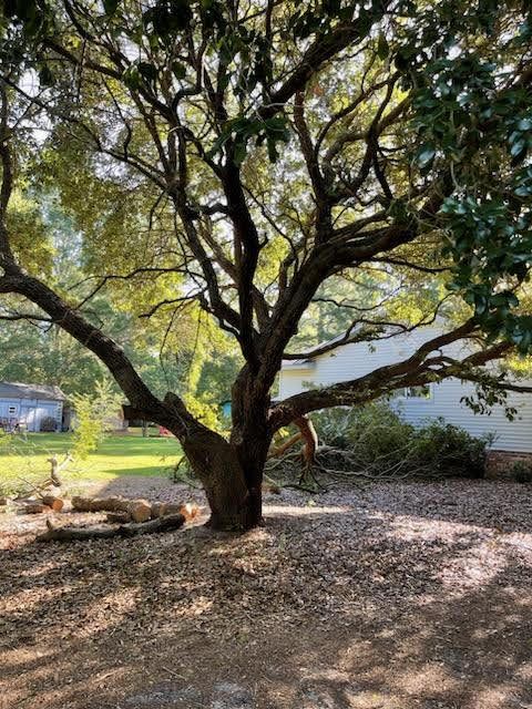 Tree Removal for Tucker's Tree Service and Stump Grinding in Lugoff, SC