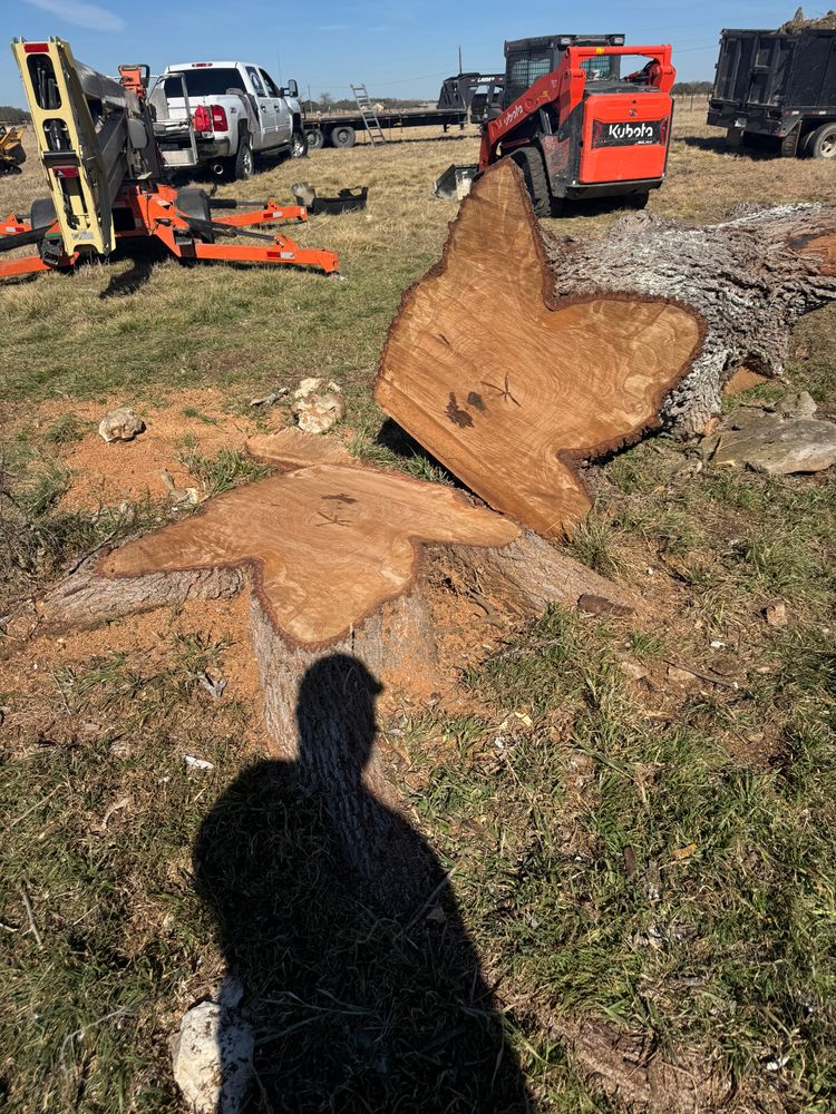 Tree Removal for Superior Lawn and Tree in Clifton, TX