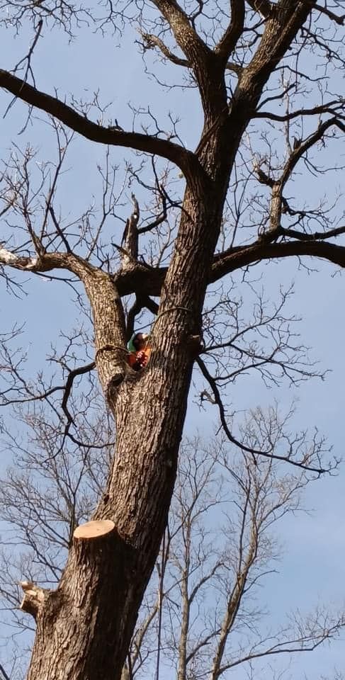 Tree Removal for General State Property Maintenance in New Haven, IN