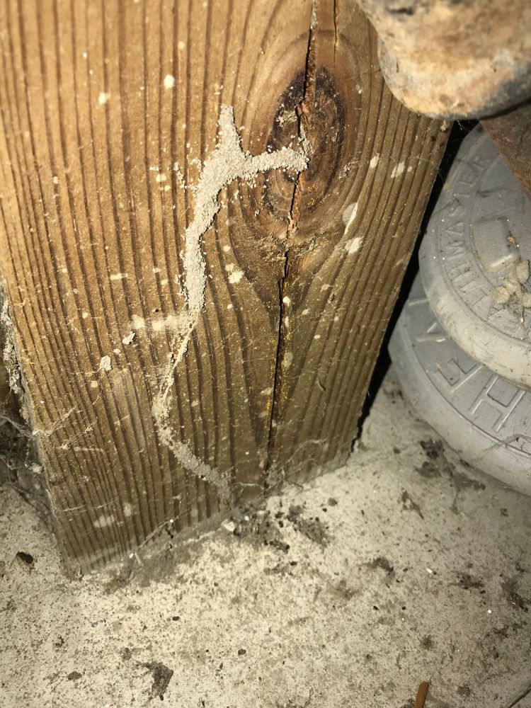 Termite for All-In Pest Control & Home Solutions in Greene County, IN