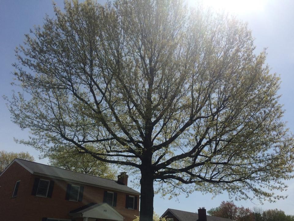Tree Removal for Precision Tree Service, Inc. in Ryland Heights, KY
