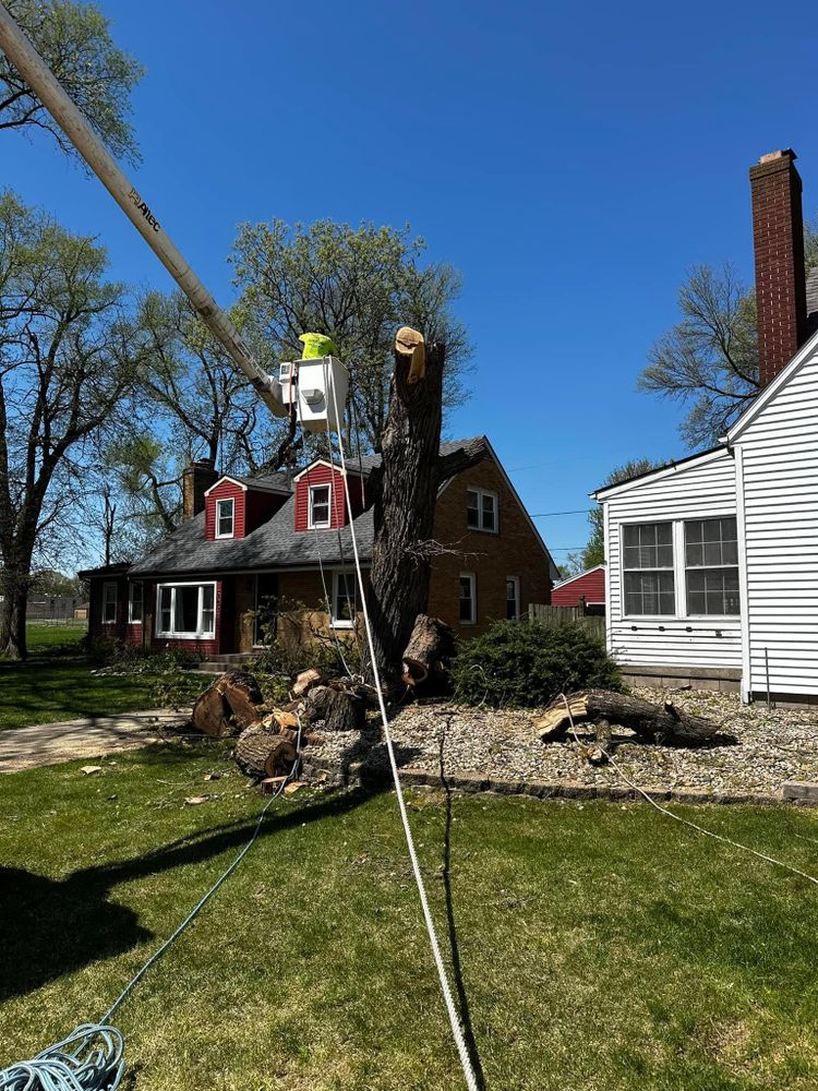 Tree Removal for Greenlee & Family Landscaping Services in Peoria, IL