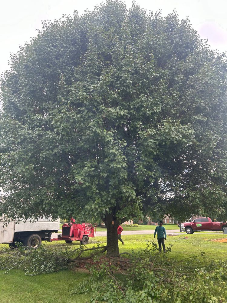 All Photos for Optimum Tree Service And Landscaping in Bowling Green, KY