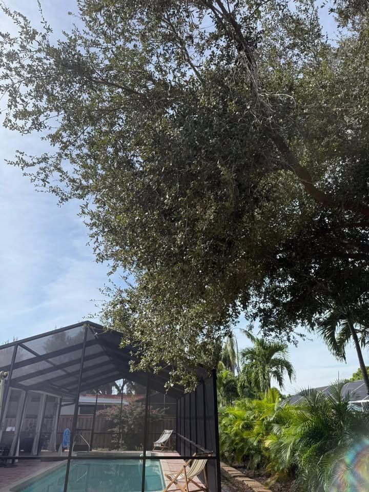 All Photos for Damian’s Tree Care in Sarasota, FL