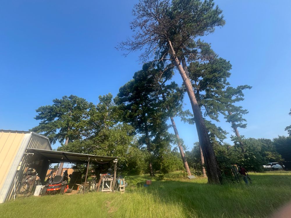 Tree Removal for Best Price Tree Service in Hallsville, TX