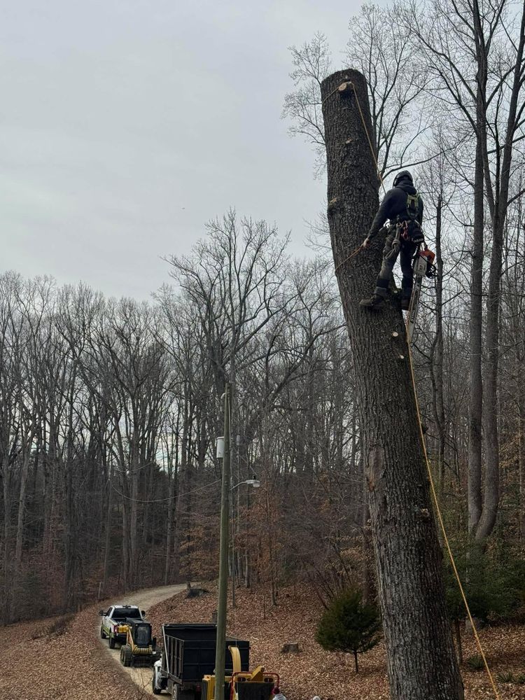 All Photos for Branch Out Tree Care LLC in Fredericksburg, VA