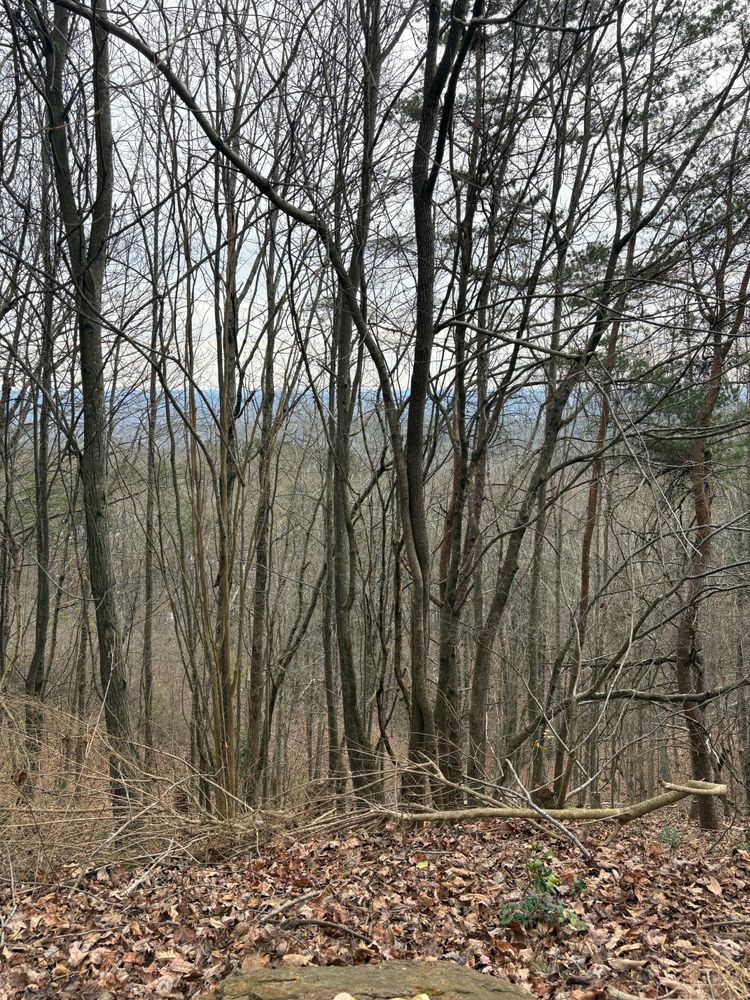 All Photos for Taylormade Lawn Management in Clarkesville, GA