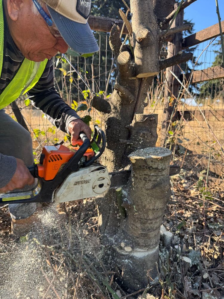 All Photos for Willamette Landscaping and Tree Services in Albany, OR