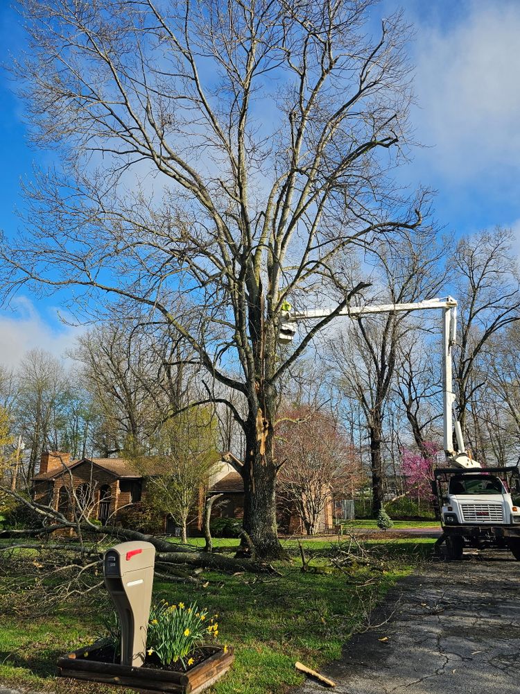 All Photos for Lightning Tree Service in Corydon, IN