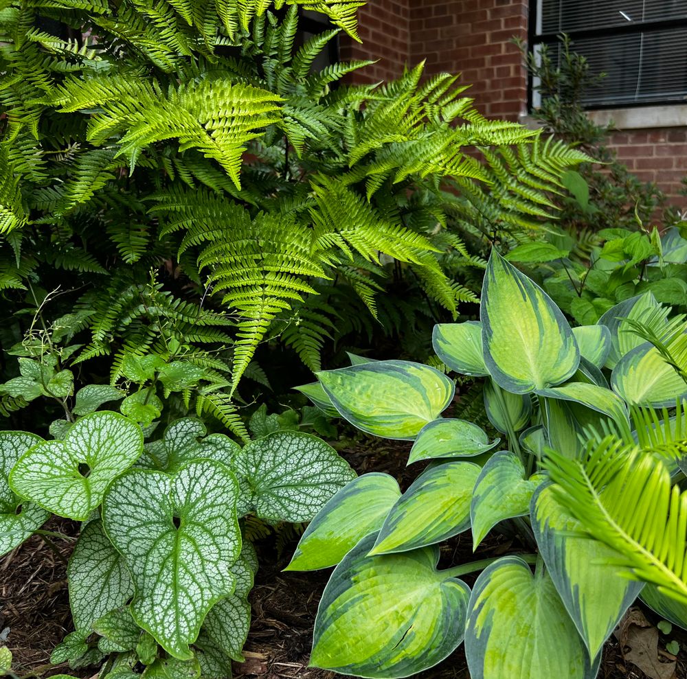 All Photos for Christina King Landscape Design in West Raleigh, NC