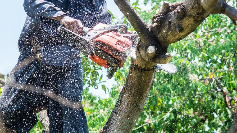 Our Tree Trimming service enhances your property's aesthetic, promotes healthy growth, and ensures safety by expertly pruning branches. Trust our skilled team to care for your trees with precision and care. for Broadway Tree Care in Inverness, FL