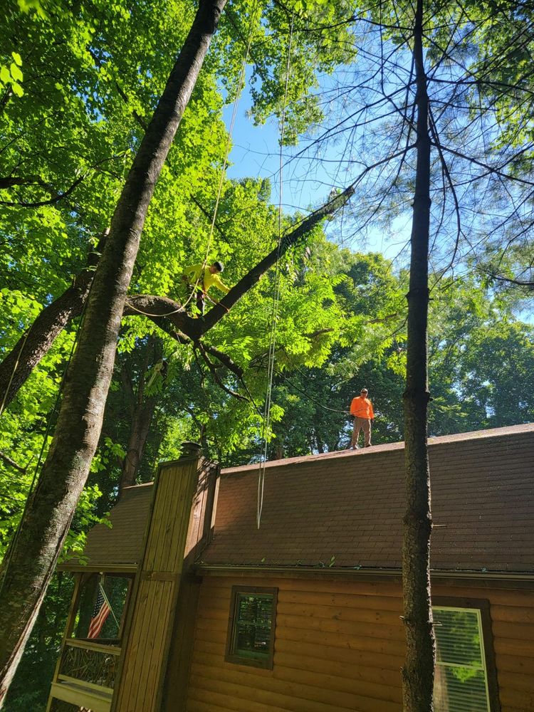 Tree Services for Platas Landscaping & Tree Service in Clyde, NC