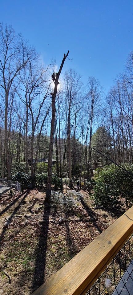 Tree Services for Platas Landscaping & Tree Service in Clyde, NC