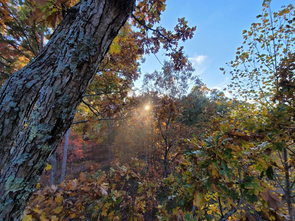 Tree Removal for Preserve A Tree LLC in  Mount Pleasant, North Carolina