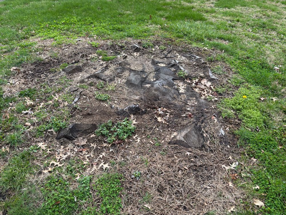 All Photos for Conrad's Stump Removal in Columbus, IN