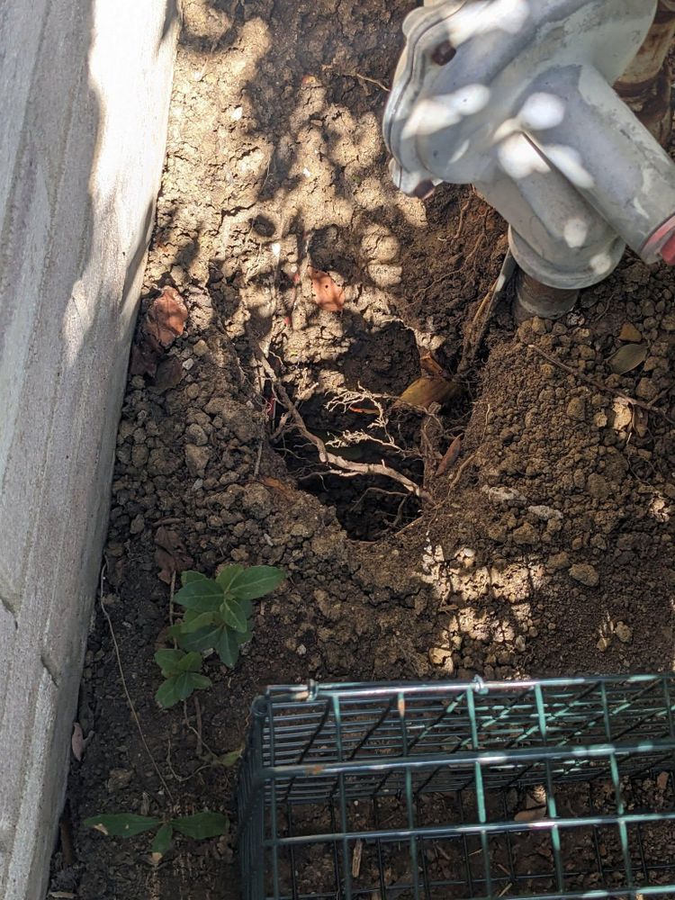 All Photos for Topper's Wildlife Removal in Garland, TX