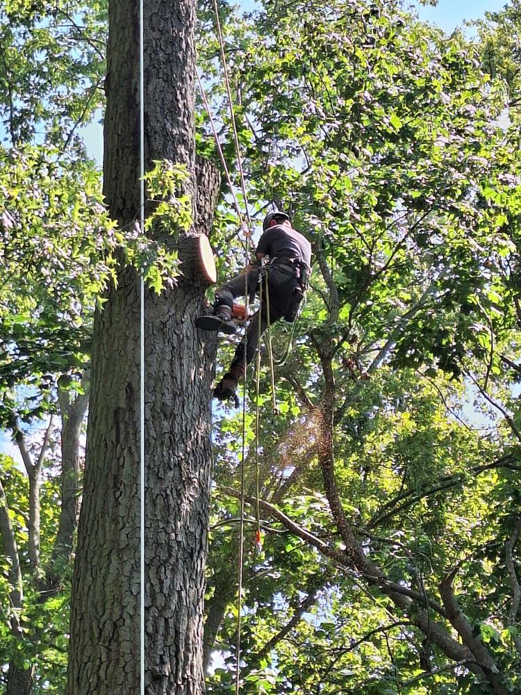 All Photos for Highborn Tree Service in Wheatfield, IN