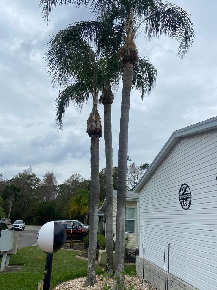 Fall and Spring Clean Up for Efficient and Reliable Tree Service in Lake Wales, FL