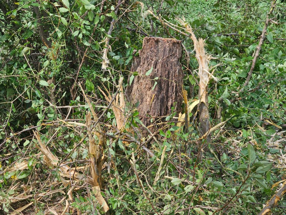 All Photos for I and R Stump Grinding in Thornville, OH