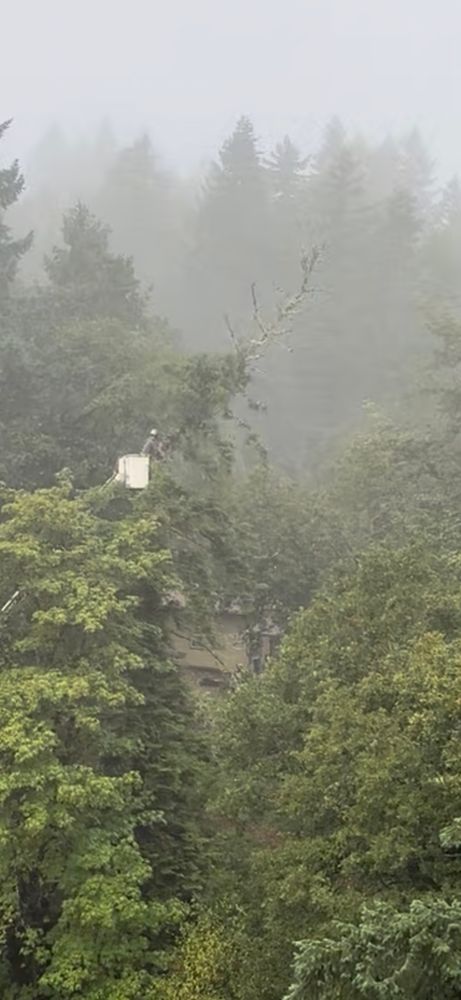 Tree Removal for Ascension Tree Care LLC in Yakima County, WA