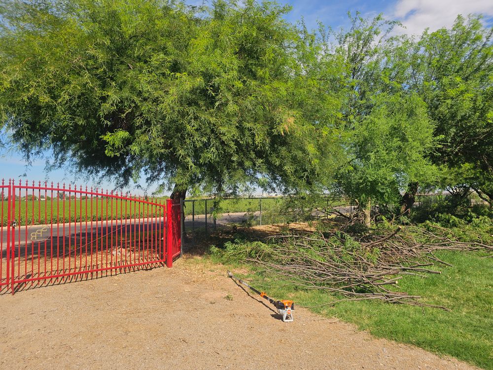 Tree Removal for T's Tree Service and Firewood in Apache Junction, AZ