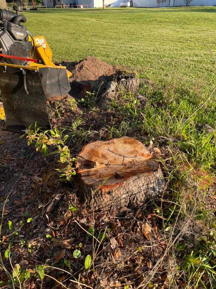 Our professional Tree Removal service provides safe and efficient removal of hazardous or unwanted trees on your property, ensuring the protection of your home and landscape. Contact us for a quote! for Alford’s Tree and Stump Services LLC in Lake City, FL