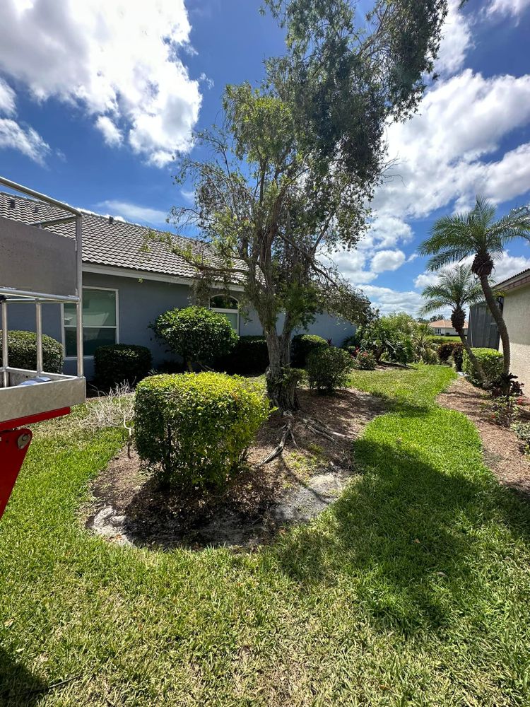 Tree Removal for MX Trees LLC in Englewood, FL