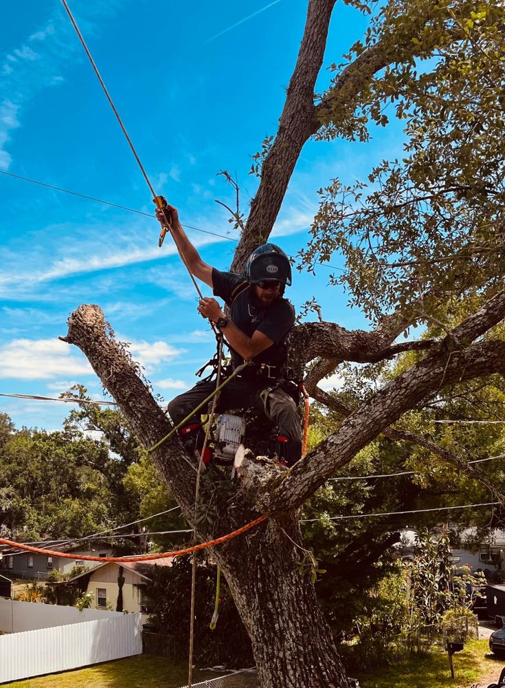 Tree Removal for 163 Property Maintenance in Hernando County,  FL