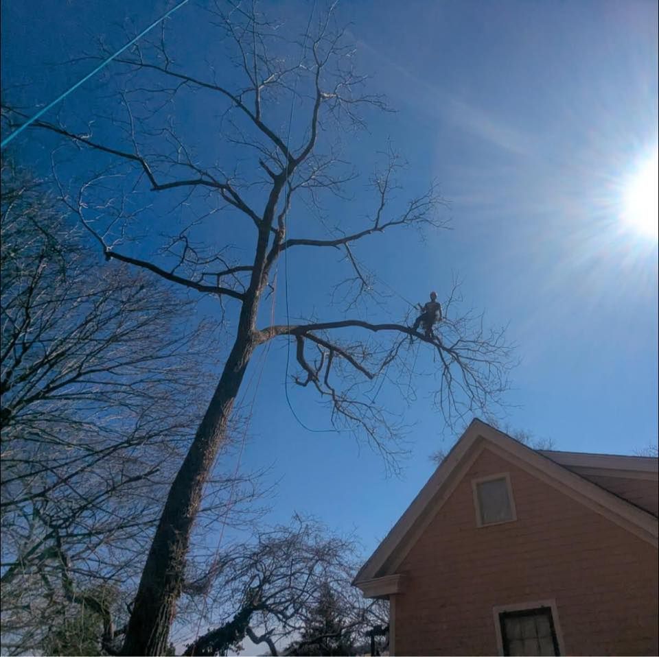 Other Services for Hingewood Tree Service in Salem, NJ