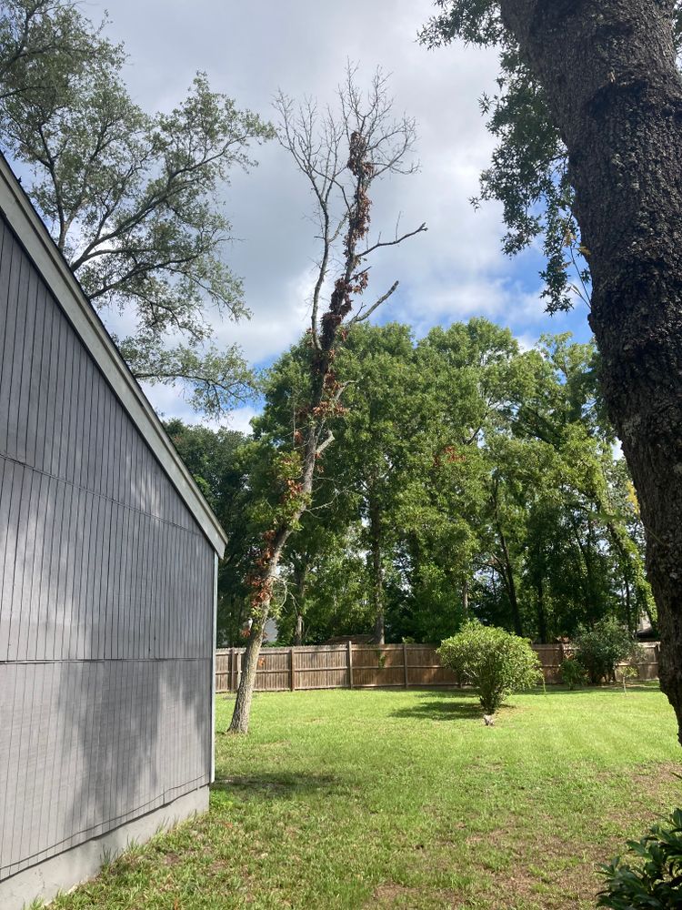 Tree Removal for Top Notch Tree Experts in Orange Park, FL