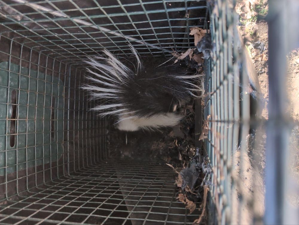All Photos for Topper's Wildlife Removal in Garland, TX